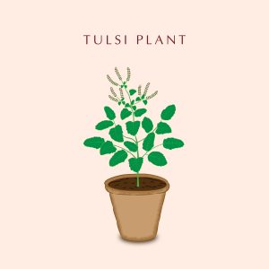 Tulsi Plant